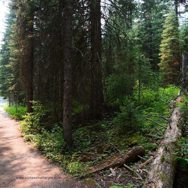 A path through a wooded area with a fallen tree blocking the way.
A wooden path in the forest with a large fallen tree creating an obstacle.
A natural path through the woods with a fallen log in the foreground