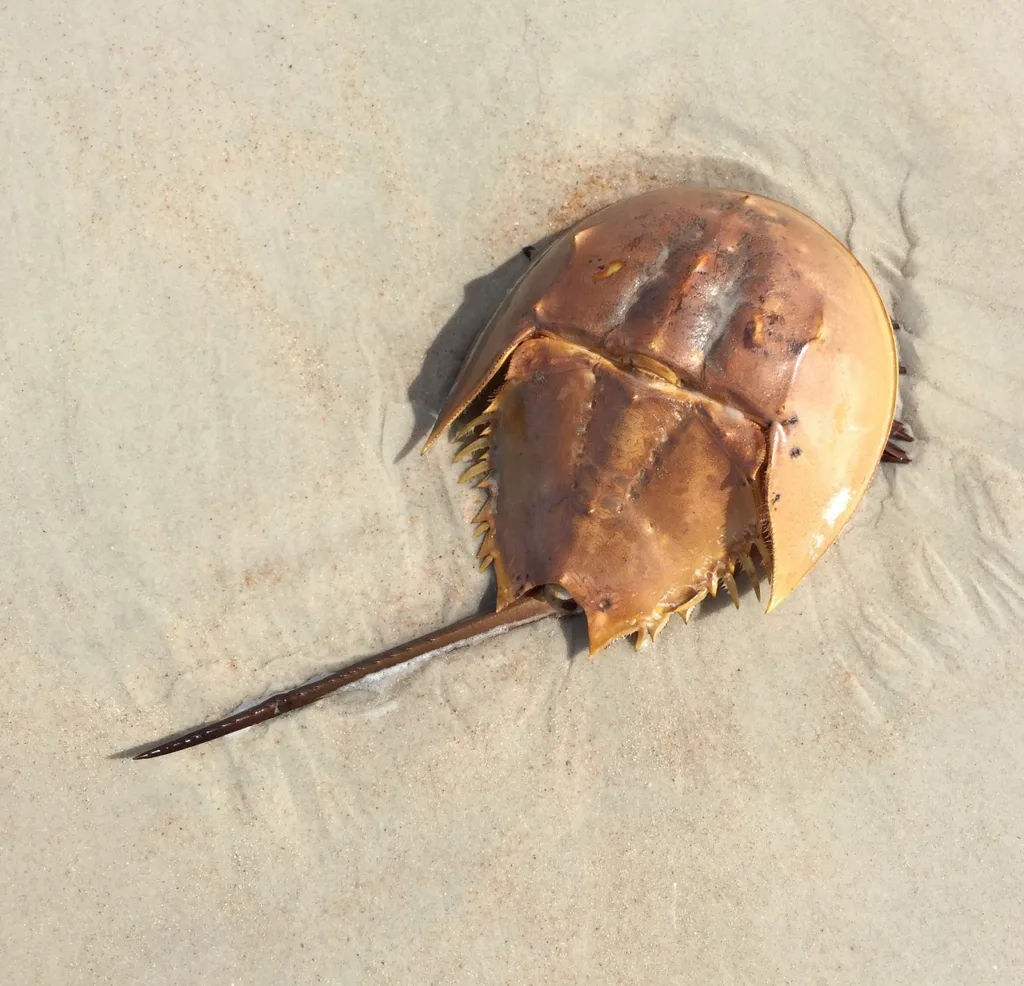 Horseshoe crab