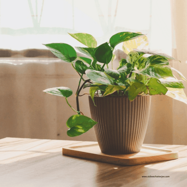 Neo Px Plant