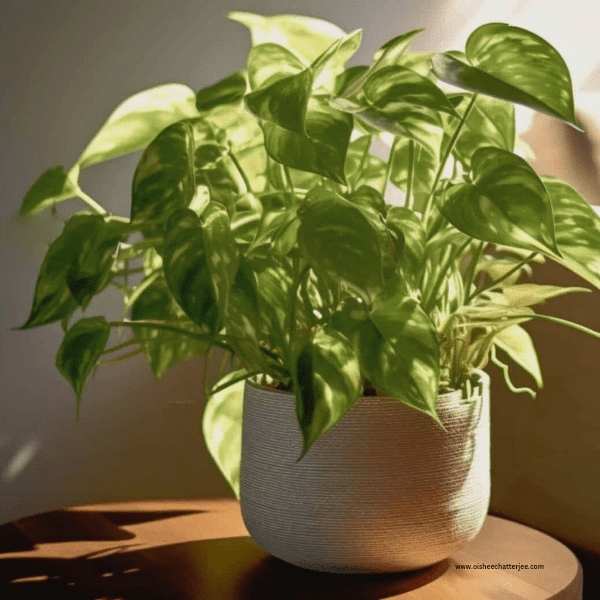 Air purifier Neo Px